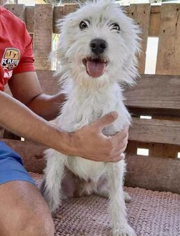 Lucky Junghund voller Lebensfreude - Koblenz