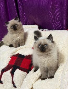 Wunderschöne Britisch Langhaar Kitten abzugeben - Abholung - München