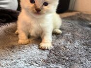 Heilige Birma Kitten - Weyhe