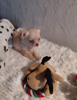 Chihuahua Welpen LH - Anklam