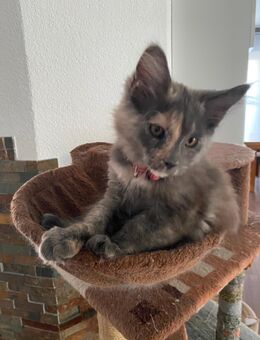 Main Coon kitten - Landau (Pfalz)