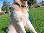 Golden Retriever Hund sucht Spiele Kameraden! - Goldberg