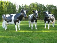 Was Du schon immer über unser hauseigenes Holstein - Friesian Deko Kuh lebensgroß - Modell wissen wolltest ... - Heidesee