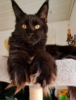 Maine Coon Kater - Dillingen (Donau)
