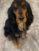 Cocker Spaniel Rüde, 4 Jahre alt, sehr lieb abzugeben in 53177