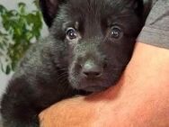 Reinrassige schäferhund welpen - Glanbrücken