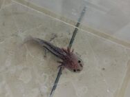 Axolotl Babys - Duisburg