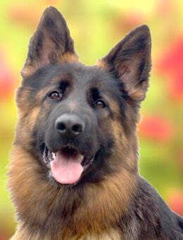 Pretty Diana - 1 Jahr - Altdeutscher Schäferhund - Tierhilfe Franken e.V. - Lauf (Pegnitz) Zentrum