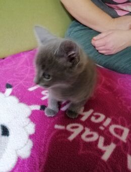 Katzen Babys abzugeben - Wasbek