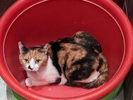 Maya - Biene sucht dich :) - Esslingen (Neckar)