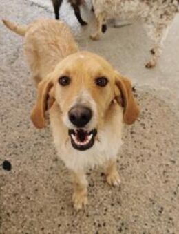 Willi - Zuhause mit ❤️gesucht - Grevenbroich
