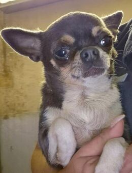 💖 Dana 3-jährige Chihuahua-Hündin - Kassel