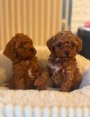 (Asiatische)Toypudel & Zwergpudel Welpen in 66901