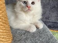 Reinrassige Meine Coon Kitten sucht ein herzliches und fürsorgliches Zuhause!!! - Babenhausen (Hessen)