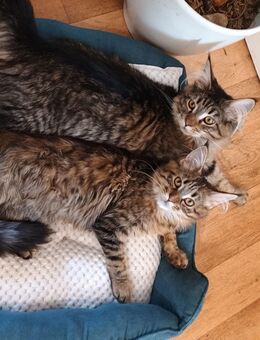 Maine Coon Katzen - Immenstadt (Allgäu)