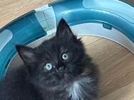 Maine Coon Mixkitten - Staufenberg (Hessen)