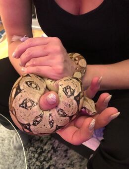 Boa constrictor mit Terrarium - Coburg Zentrum