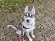 Sibirien Husky Junghund sucht ein Zuhause - Schwäbisch Hall