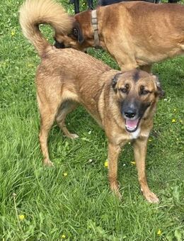 Nala - ich brauche Zeit - Süderdorf