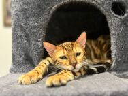 Reinrassiger Bengalkater - Altenkirchen (Rheinland-Pfalz)