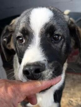 Chloe - fröhlicher kleiner Drops - Mettmann