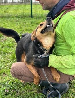 Gombi möchte entdeckt werden - Nordwalde
