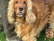 Theo - Cocker Spaniel - Frankfurt (Main)