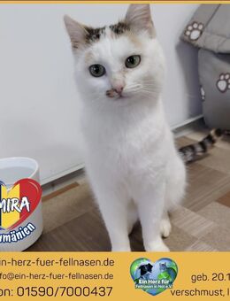 Amira sucht ihre Herzensmenschen! - Waakirchen