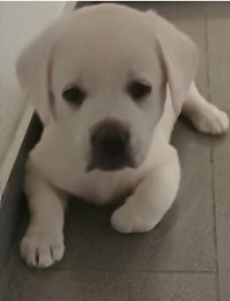 Labrador Hündin 12Wochen - Offenbach (Main) Bürgel