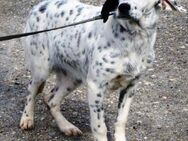 Notfall: Inari wird im Tierheim gemoppt - Karben