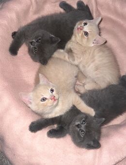 Bkh Kitten reinrassig ♥️ 2 kitten noch übrig. !!! - Garbsen