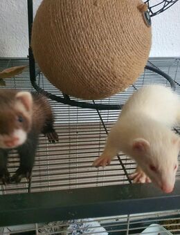 Frettchen Babys - Essen