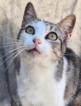 Lebensfrohe Katze Miteka - Karlsruhe