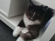 Maine Coon Kitten sucht ein neues für-immer-Zuhause - Stadtallendorf