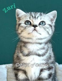BKH Silver Tabby Baby weib mit exzellentem Stammbaum, EU-Pass, Termochip, Kotprobe, Gesundheitszeugnis u.v.m - Bergen (Niedersachsen)