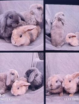 Zwergkaninchen 12 Wochen bis 8 Jahre - Zarrentin (Schaalsee) Zentrum