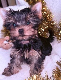 Reinrassige Yorkshire Terrier Welpen in liebevolle Hände abzugeben - Berlin