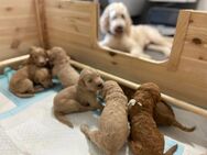 Goldendoodle Welpen apricot dunkel hell golden doodle - Nidda Zentrum