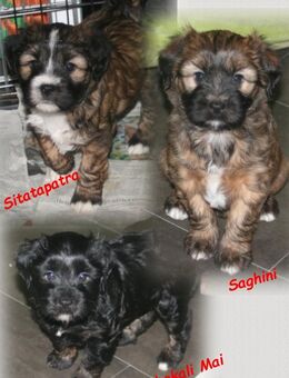 Kirsei-Kra Tibet Terrier Welpen ( VDH / ILT ) - Scheuerfeld