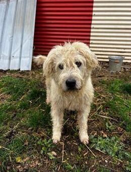 zurückhaltender, liebenswerter ALBO - Kallmünz