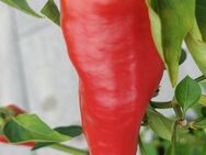 Chili Samen 10 Stück Monkeyface Red Schärfe 5 Capsicum annuum 2024 BIO - Freising