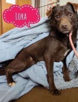 Lora eine ängstliche Mini-Hündin - Flörsheim-Dalsheim