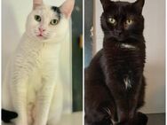 🐾 Traumpaar Stelica & Elsa 🏡💞 - Eislingen (Fils)