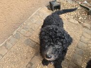 Goldendoodle welpen zu Verkaufen - Villmar (Marktflecken)