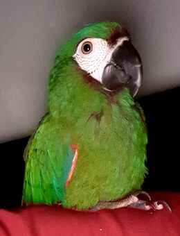 Rotbugara - Oberhausen