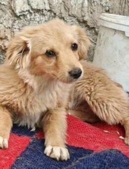 FULGA, ein Hundebaby sucht Liebe 💘 - Hof
