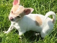 Chihuahua Hündin - Melle