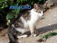 ANGELINO ❤️ sucht Zuhause oder Pflege - Langenhagen