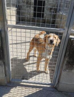 Pocket-verspielt, lieb sucht dich - Berlin