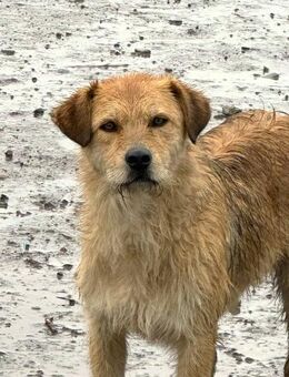 Anton, süßer Strolch auf 4 Pfoten 🐾 - Elsdorf (Nordrhein-Westfalen)